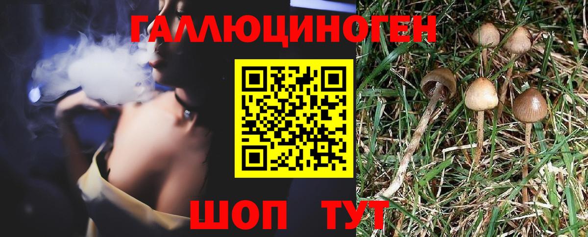 Псилоцибиновые грибы Psilocybe Алексин
